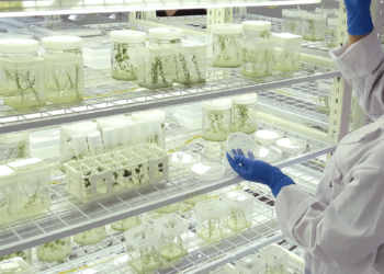 Korean startup E Green Global,(EGG), an Agricultural Biotech Company, has scored the world’s first-ever success in commercializing the Microtuber Technology (MCT). (Photo: © E Green Global)