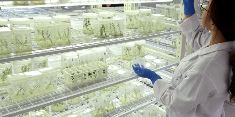 Korean startup E Green Global,(EGG), an Agricultural Biotech Company, has scored the world’s first-ever success in commercializing the Microtuber Technology (MCT). (Photo: © E Green Global)
