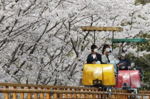 Cherry trees are in full bloom today at a park in Gwangju, South Jeolla Province. Photo credit: Yonhap