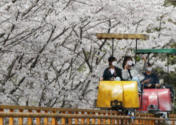 Cherry trees are in full bloom today at a park in Gwangju, South Jeolla Province. Photo credit: Yonhap
