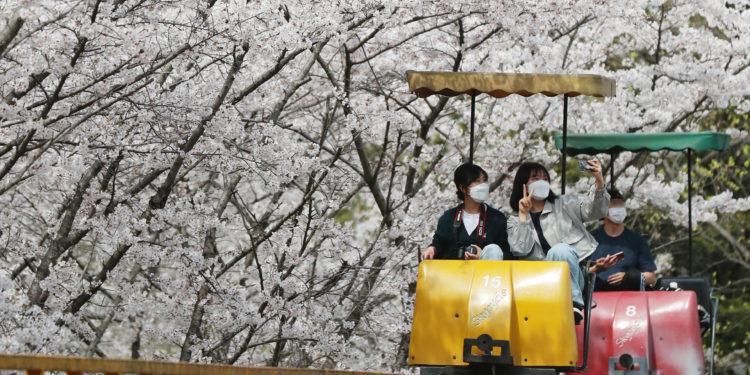 Cherry trees are in full bloom today at a park in Gwangju, South Jeolla Province. Photo credit: Yonhap