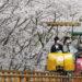 Cherry trees are in full bloom today at a park in Gwangju, South Jeolla Province. Photo credit: Yonhap