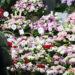The world celebrates  mother’s day on May 9 and Koreans celebrate ‘Parents Day ‘ on May 8. Here at the Namdaemun Flower Market people purchasing flowers for Parents’ Day.  Photos: Yonhap