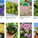 Plant Hugs online store interface.