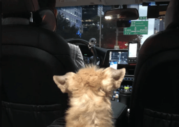 Aladdin Pet Taxi Service for pets.