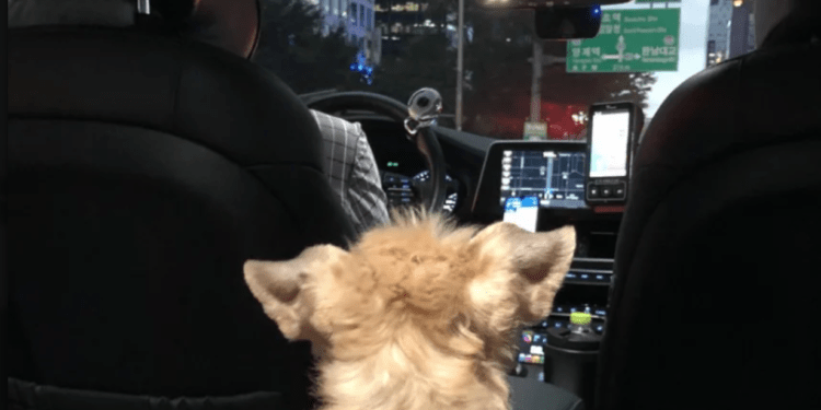 Aladdin Pet Taxi Service for pets.