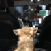 Aladdin Pet Taxi Service for pets.