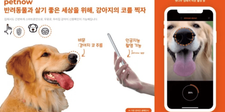 Petnow App