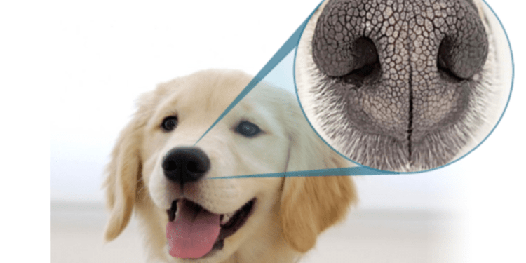 iSciLab’s app will scan dog’s nose print for identification.