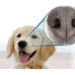 iSciLab’s app will scan dog’s nose print for identification.