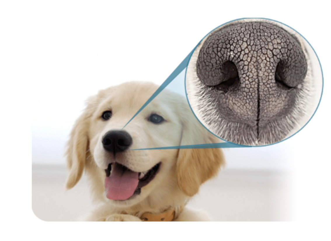 iSciLab’s app will scan dog’s nose print for identification.