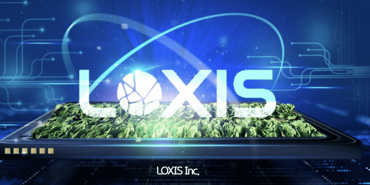 Loxis